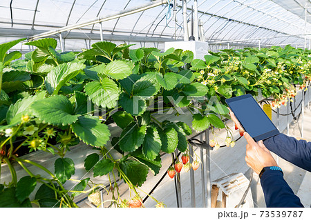 スマート農業　いちご農家　ビニールハウス 73539787