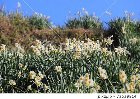 千早赤阪村　水仙の丘 73539814