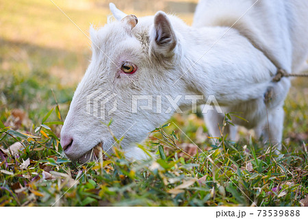 雑草を食べるヤギ 73539888
