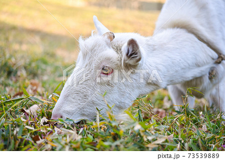 雑草を食べるヤギ 73539889