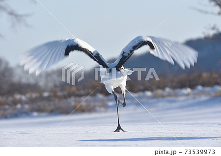 助走を始めるタンチョウ（北海道・鶴居） 73539973