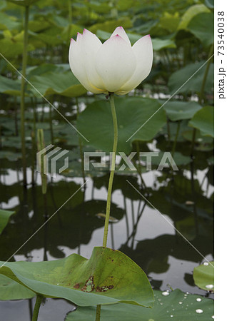 奈良県の藤原京跡にある蓮池に蓮の花が咲いています。学名はNelumbo nuciferaです。 73540038