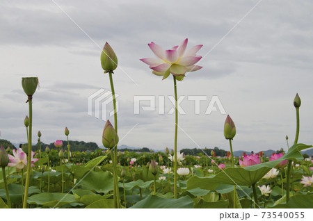 奈良県の藤原京跡にある蓮池に蓮の花が咲いています。学名はNelumbo nuciferaです。 73540055