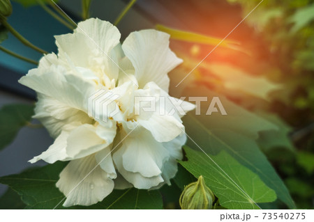 Cotton rose on tree, Confederate rose (Hibiscus mutabilis L) Cotton rose on tree, Confederate rose (Hibiscus mutabilis L) 73540275