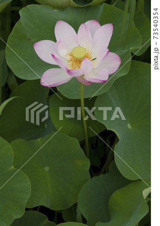 奈良県の藤原京跡にある蓮池に蓮の花が咲いています。学名はNelumbo nuciferaです。 73540354
