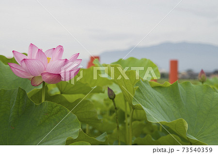 奈良県の藤原京跡にある蓮池に蓮の花が咲いています 学名はnelumbo Nuciferaです の写真素材