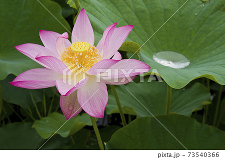 奈良県の藤原京跡にある蓮池に蓮の花が咲いています。学名はNelumbo nuciferaです。 73540366