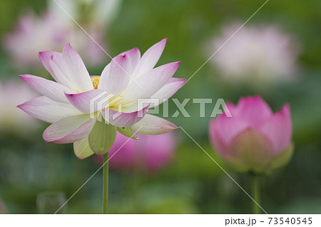 奈良県の藤原京跡にある蓮池に蓮の花が咲いています。学名はNelumbo nuciferaです。 奈良県の藤原京跡にある蓮池に蓮の花が咲いています。学名はNelumbo nuciferaです。 73540545