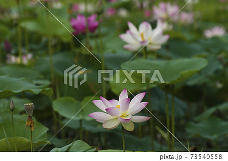 奈良県の藤原京跡にある蓮池に蓮の花が咲いています。学名はNelumbo nuciferaです。 73540558