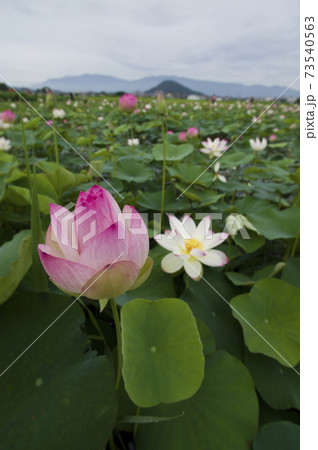 奈良県の藤原京跡にある蓮池に蓮の花が咲いています。学名はNelumbo nuciferaです。 73540563