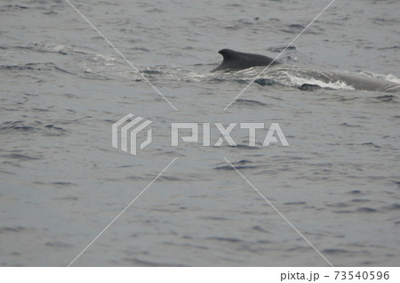 ザトウクジラ（慶良間諸島 近海／沖縄県） 73540596