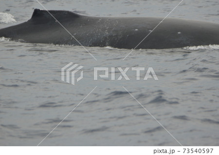 ザトウクジラの背中(慶良間諸島 近海/沖縄県) ザトウクジラの背中(慶良間諸島 近海/沖縄県) 73540597