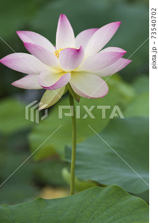 奈良県の藤原京跡にある蓮池に蓮の花が咲いています 学名はnelumbo Nuciferaです の写真素材