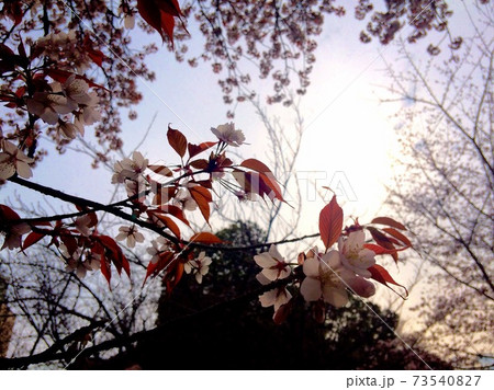 日が落ちていく時間のヤマザクラに思いを馳せる 73540827