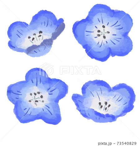 Nemophila hand-drawn illustration - Stock Illustration [73540829 