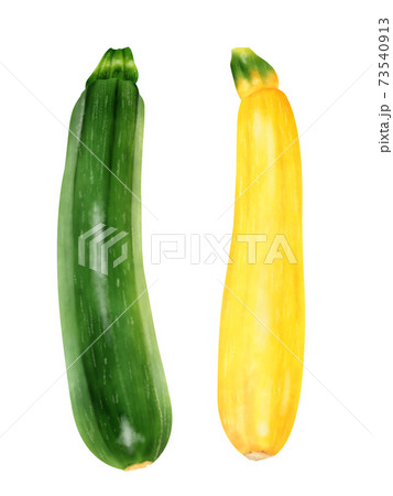 水彩イラスト ズッキーニ 水彩イラスト ズッキーニ 73540913