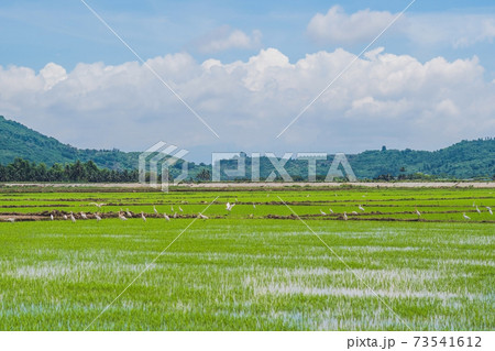 White storks on the rice field. Asian Openbill standing in the rice field White storks on the rice field. Asian Openbill standing in the rice field 73541612