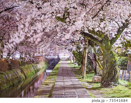 哲学の道の夜桜 73541684