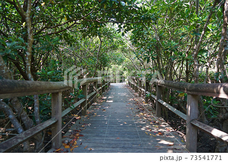 沖縄県・東村ふれあいヒルギ公園 沖縄県・東村ふれあいヒルギ公園 73541771