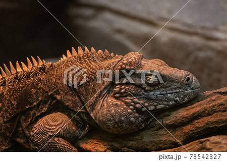 オオイワイグアナ・ケイマンイワイグアナ 73542327
