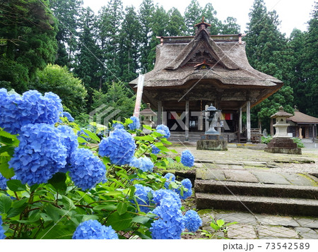 笹野観音堂　アジサイ 73542589