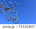 モクレンの蕾と雲ひとつない青空 73542847