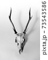 鹿の骨 73543586