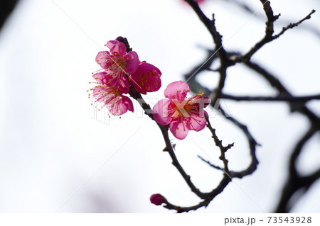 ウメ ウメ 73543928