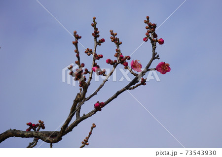 ウメ ウメ 73543930