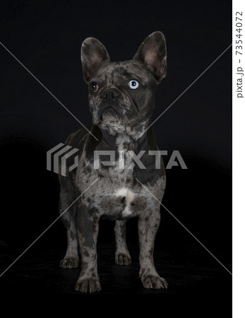 french bulldog in studio 73544072