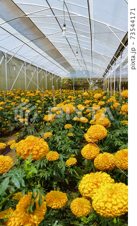 Tagetes erecta or marigold plantation 73544171