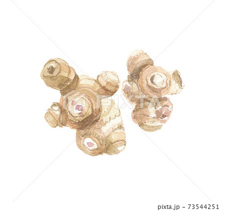 菊芋　キクイモ　塊茎 73544251