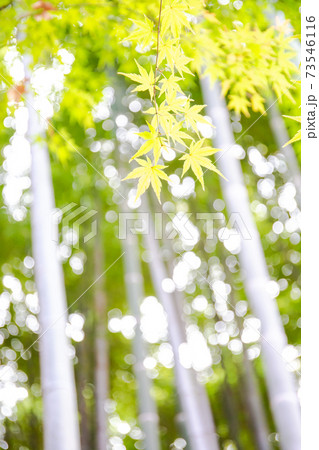 真っ直ぐ伸びた青竹と紅葉 朝の清々しい景色 真っ直ぐ伸びた青竹と紅葉 朝の清々しい景色 73546116