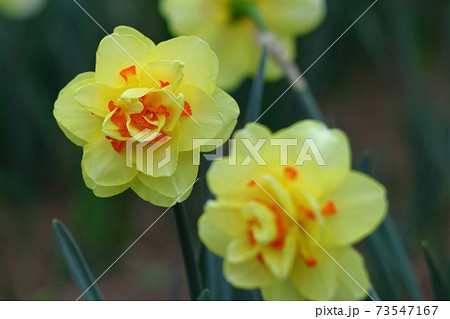 香り漂う冬の花 香り漂う冬の花 73547167