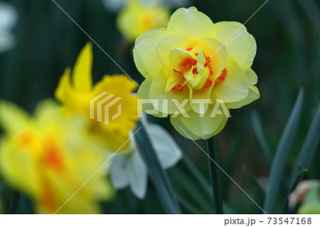 香り漂う冬の花 香り漂う冬の花 73547168