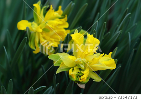 香り漂う冬の花 香り漂う冬の花 73547173