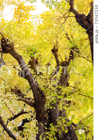 仰ぎ見たイチョウの大木の美しい黄葉 73547230