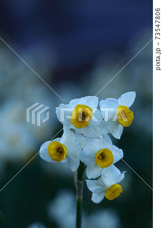 香り漂う冬の花 73547806