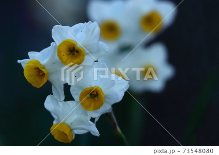 香り漂う冬の花 73548080