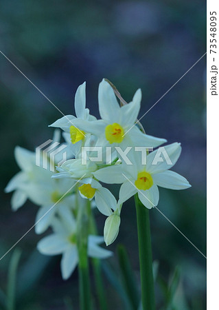 香り漂う冬の花 香り漂う冬の花 73548095