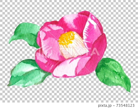 椿の水彩イラスト　素材 73548123