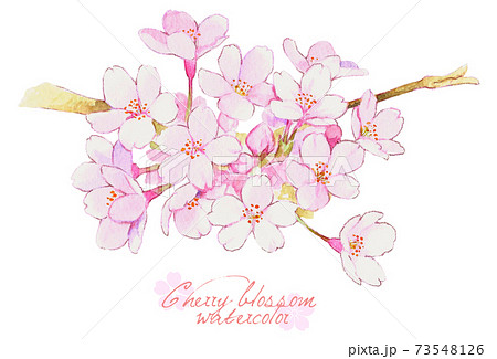 満開の桜の枝 水彩イラストのイラスト素材