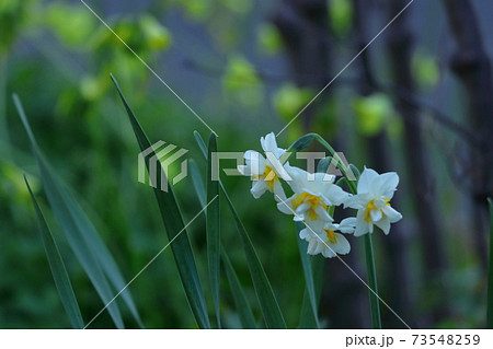 香り漂う冬の花 香り漂う冬の花 73548259