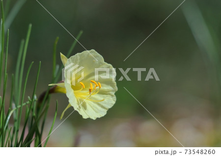 香り漂う冬の花 香り漂う冬の花 73548260
