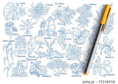 Plants and berries doodle set 73548456
