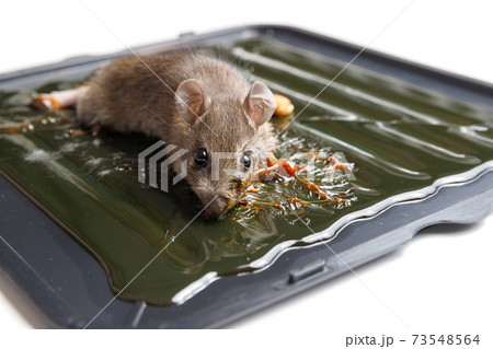 Mouse captured on glue mousetrap board. 73548564