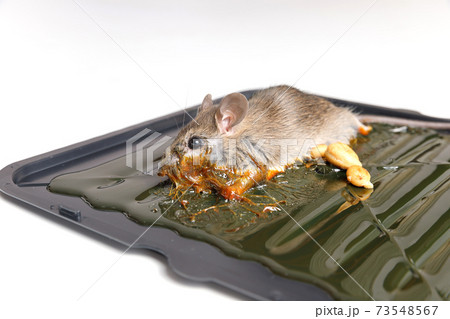 Mouse captured on glue mousetrap board. 73548567