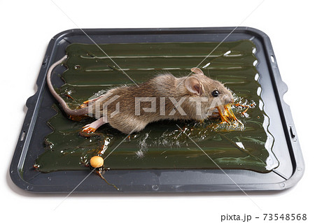 Mouse captured on glue mousetrap board. Mouse captured on glue mousetrap board. 73548568