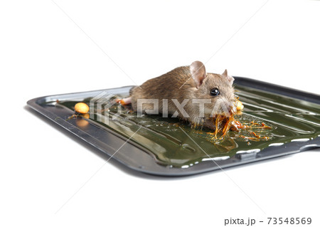 Mouse captured on glue mousetrap board. 73548569