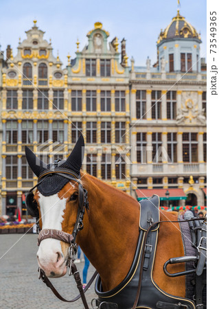 Horses on Grote Markt square in Brussels Belgium Horses on Grote Markt square in Brussels Belgium 73549365